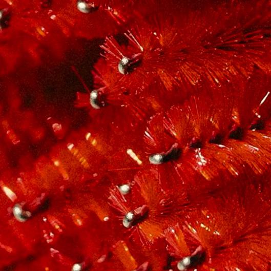 Keratin Lash Lift + Tint